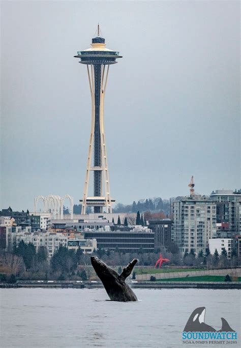 Photographs capture humpback whale’s Seattle visit, breaching in waters in front of Space Needle